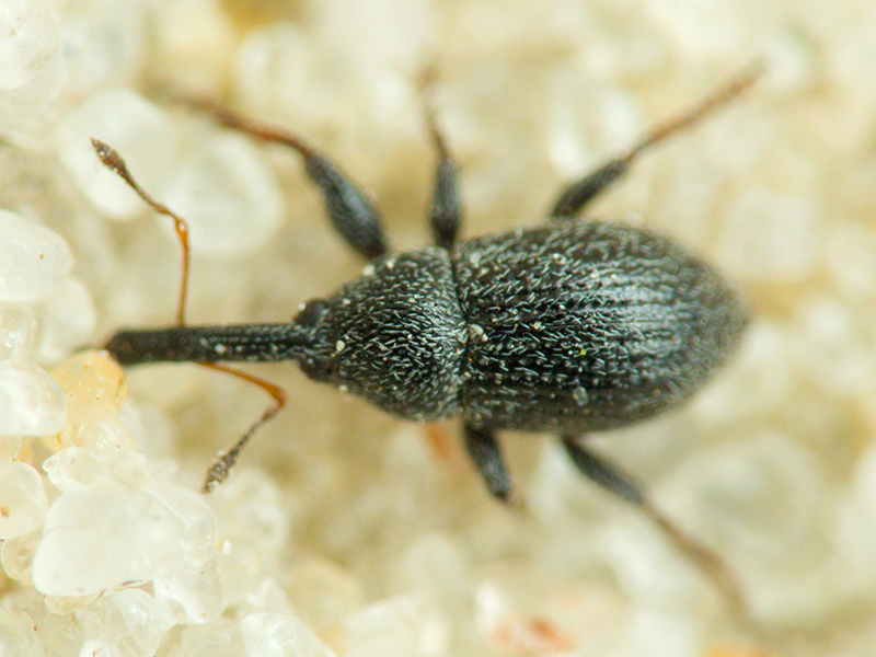 Anthonomus (Anthonomidius) rubripes Gyilenhal., 1835